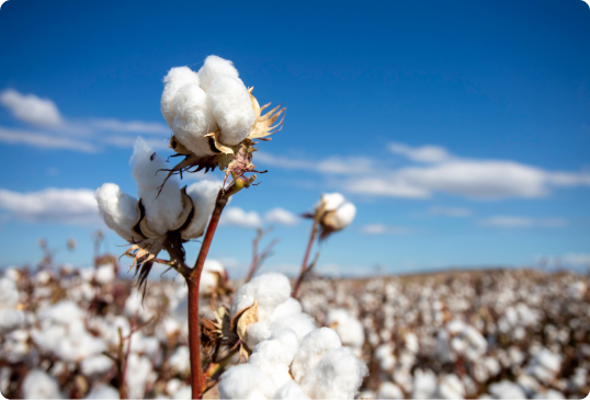 Bông cotton trên thị trường càng ngày càng nhiều hàng fake